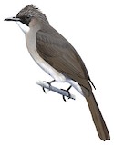 Cinereous Bulbul Illustration