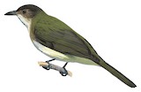 Nicobar Bulbul Illustration