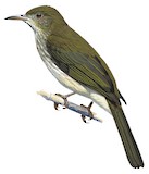 Streaked Bulbul Illustration