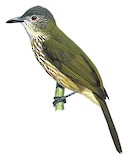 Javan Bulbul Illustration