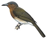 Zamboanga Bulbul Illustration