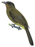 Camiguin Bulbul Illustration