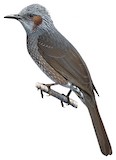 Brown-eared Bulbul Illustration