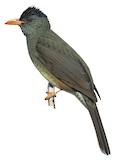 Seychelles Bulbul Illustration