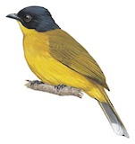 Black-capped Bulbul Illustration