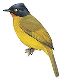 Flame-throated Bulbul Illustration