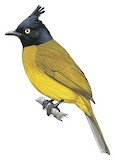 Black-crested Bulbul Illustration