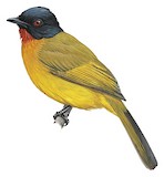 Ruby-throated Bulbul Illustration