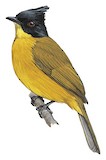 Bornean Bulbul Illustration