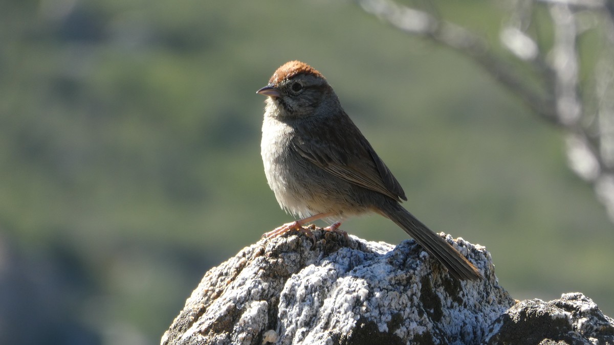 Rufous-crowned Sparrow - ML153499131