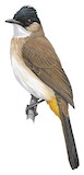 Brown-breasted Bulbul Illustration