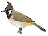 Himalayan Bulbul Illustration