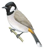 White-eared Bulbul Illustration