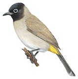 White-spectacled Bulbul Illustration