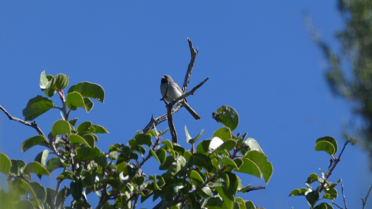 Black-chinned Sparrow - ML153499621
