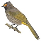 Aceh Bulbul Illustration