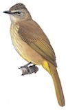 Flavescent Bulbul Illustration