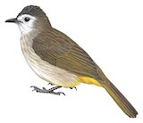 Pale-faced Bulbul Illustration