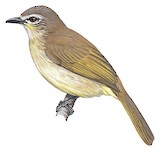 White-browed Bulbul Illustration