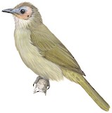 Bare-faced Bulbul Illustration