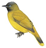 Andaman Bulbul Illustration