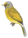 Grey-headed Bulbul Illustration