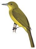 Banggai Golden Bulbul Illustration