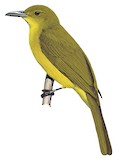 Sula Golden Bulbul Illustration