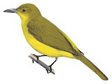 Togian Golden Bulbul Illustration