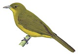 Halmahera Golden Bulbul Illustration