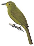 Buru Golden Bulbul Illustration