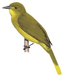 Seram Golden Bulbul Illustration