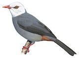 White-headed Bulbul Illustration