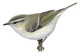 Hume's Leaf Warbler Illustration