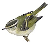 Sichuan Leaf Warbler Illustration