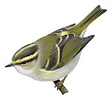 Pallas's Leaf Warbler Illustration