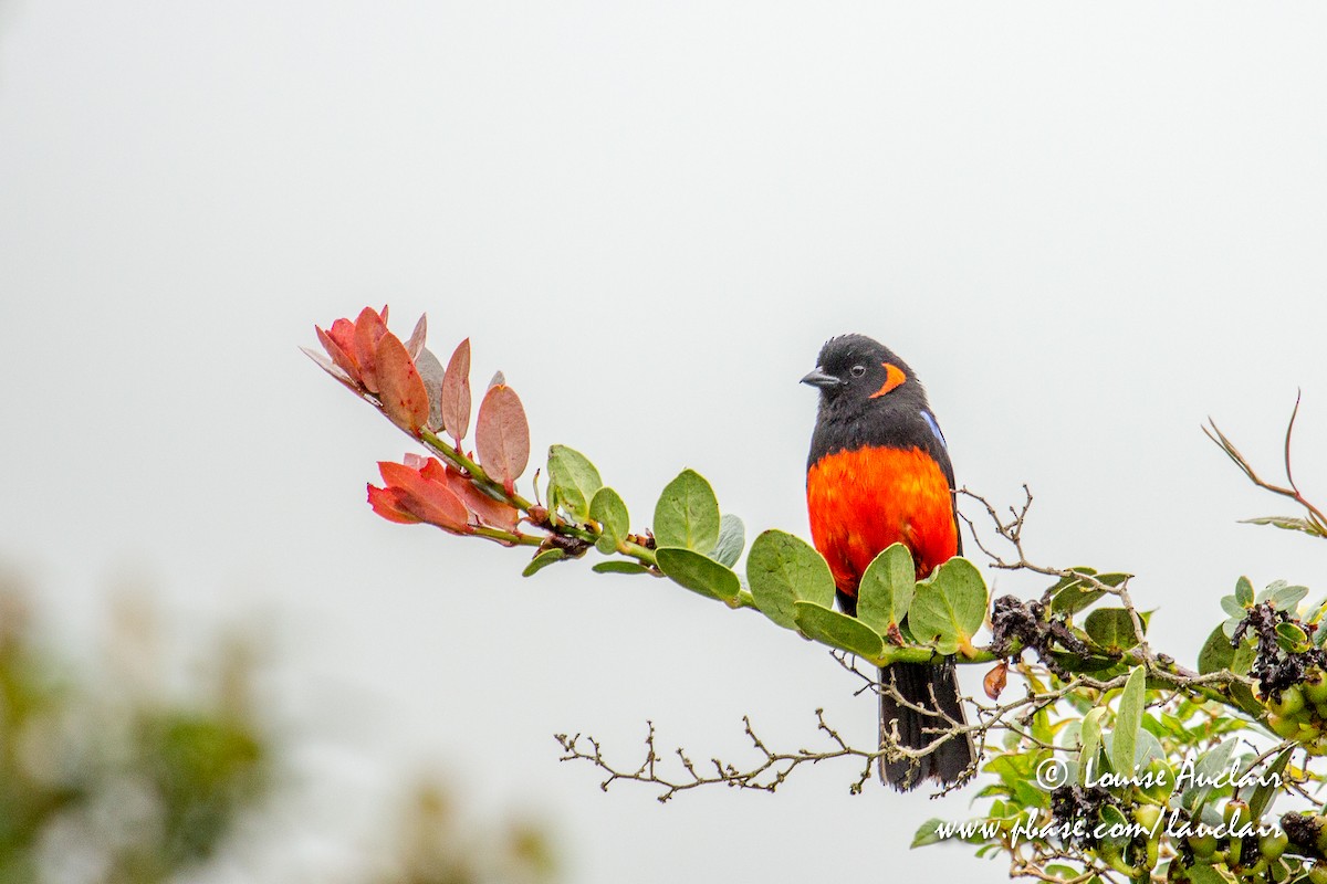 Scarlet-bellied Mountain Tanager - Louise Auclair