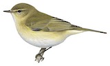 Common Chiffchaff Illustration