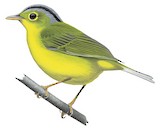 Grey-crowned Warbler Illustration