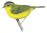 Martens's Warbler Illustration