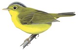 Alström's Warbler Illustration