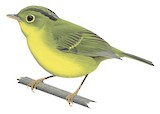 Whistler's Warbler Illustration