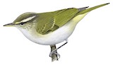 Eastern Crowned Warbler Illustration