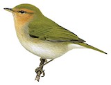 Red-faced Woodland Warbler Illustration