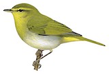 Laura's Woodland Warbler Illustration