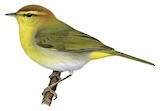 Yellow-throated Woodland Warbler Illustration