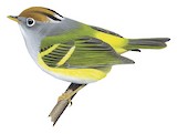 Chestnut-crowned Warbler Illustration