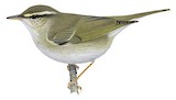 Arctic Warbler Illustration