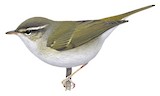 Pale-legged Leaf Warbler Illustration