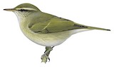 Large-billed Leaf Warbler Illustration